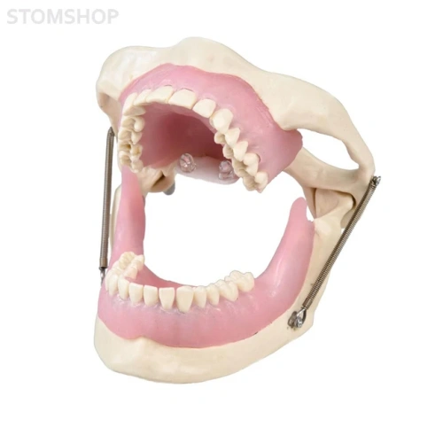E15 – модель верхней и нижней челюсти для практики анестезии | GF Dental (Италия)