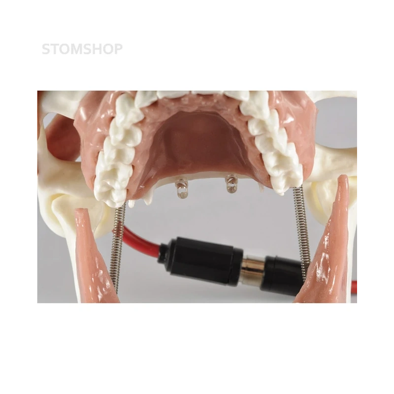 Модель челюсти для практики проведения местной анестезии | Dentalstore (Италия)
