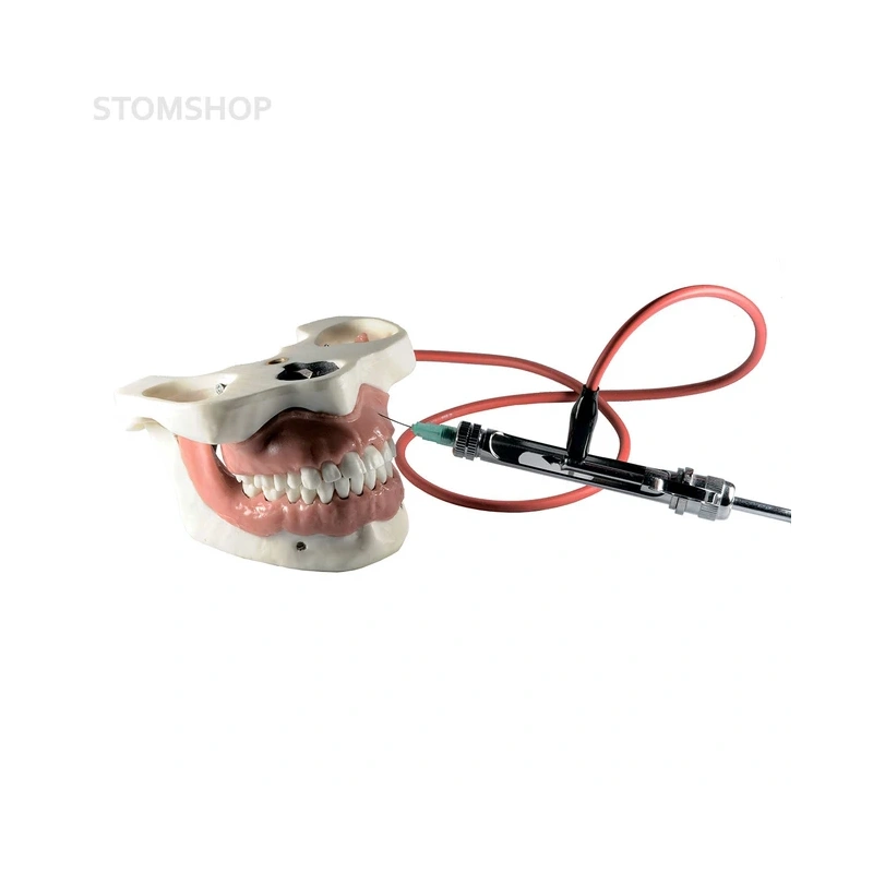 Модель челюсти для практики проведения местной анестезии | Dentalstore (Италия)