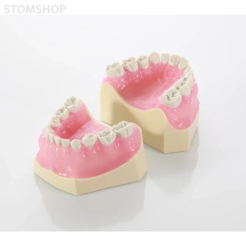 EK1 – модель верхней и нижней детской челюсти для практики | GF Dental (Италия)
