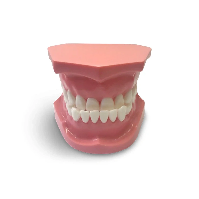 ORB04 – ортодонтическая модель с брекетами и твердой десной | GF Dental (Италия)