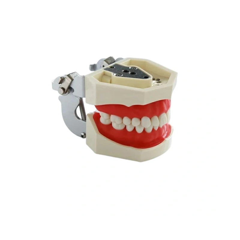 Фантомная челюсть 01 | Foshan Jingle Medical Equipment (Китай)