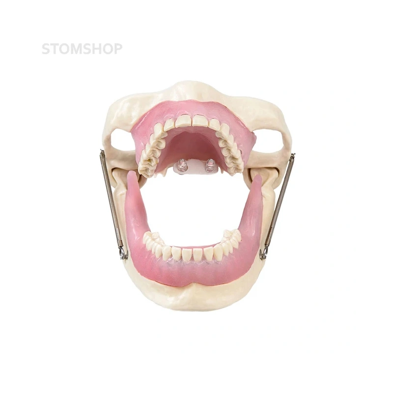 Модель челюсти для практики проведения местной анестезии | Dentalstore (Италия)