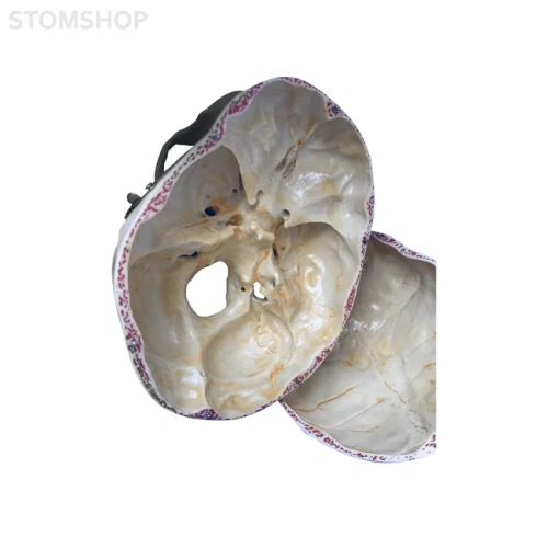 Демонстрационная модель черепа, состоящая из 3 частей | Dentalstore (Италия)