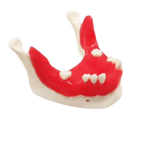 E21T – модель нижней челюсти для практики установки имплантатов | GF Dental (Италия)