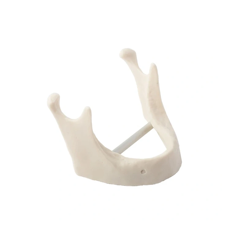 Модель кости нижней челюсти для проведения имплантации | Dentalstore (Италия)