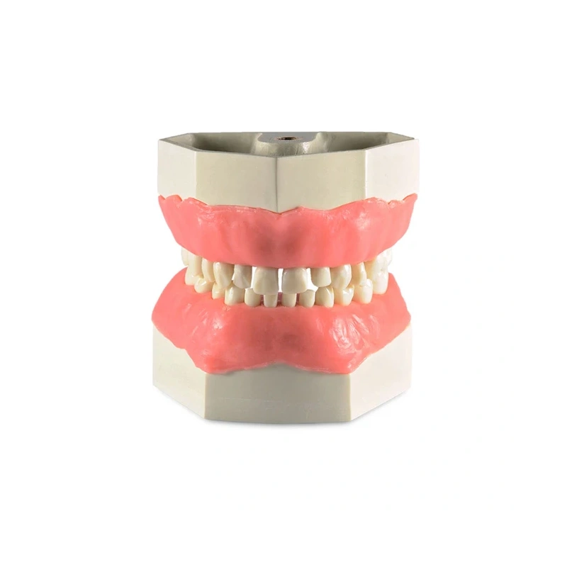 Модель детских верхней и нижней челюсти со сменным прикусом | Dentalstore (Италия)
