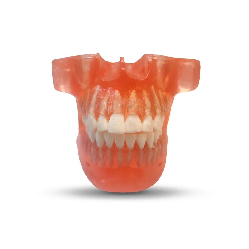 ETR2 – модель верхней и нижней челюсти для ортодонтической практики | GF Dental (Италия)