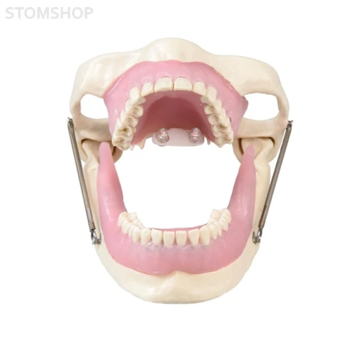 E15 – модель верхней и нижней челюсти для практики анестезии | GF Dental (Италия)