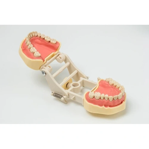 JG-Y3 - фантомная челюсть | Foshan Jingle Medical Equipment (Китай)