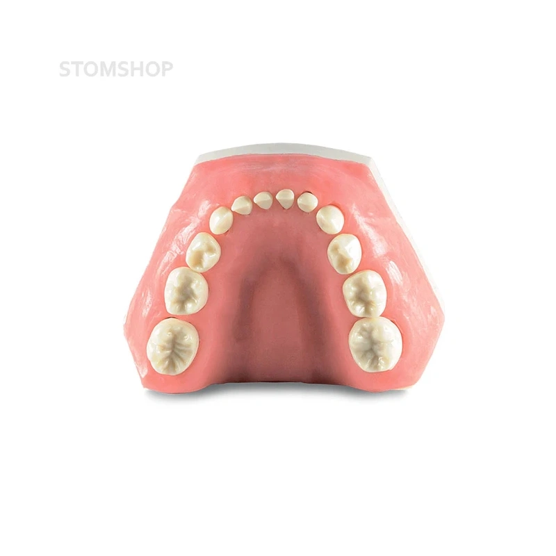 Модель детских верхней и нижней челюсти со сменным прикусом | Dentalstore (Италия)