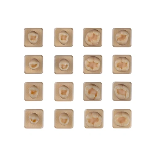SET20 - набор демонстрационных моделей зубов №20, в комплекте 14, 15, 16, 17, 24, 25, 26, 27, 34, 35, 36, 37 44, 45, 46, 47 | ID.POPOV (Россия)