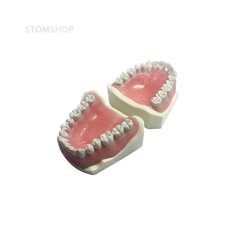 E03N – модель верхней и нижней челюсти для практики | GF Dental (Италия)